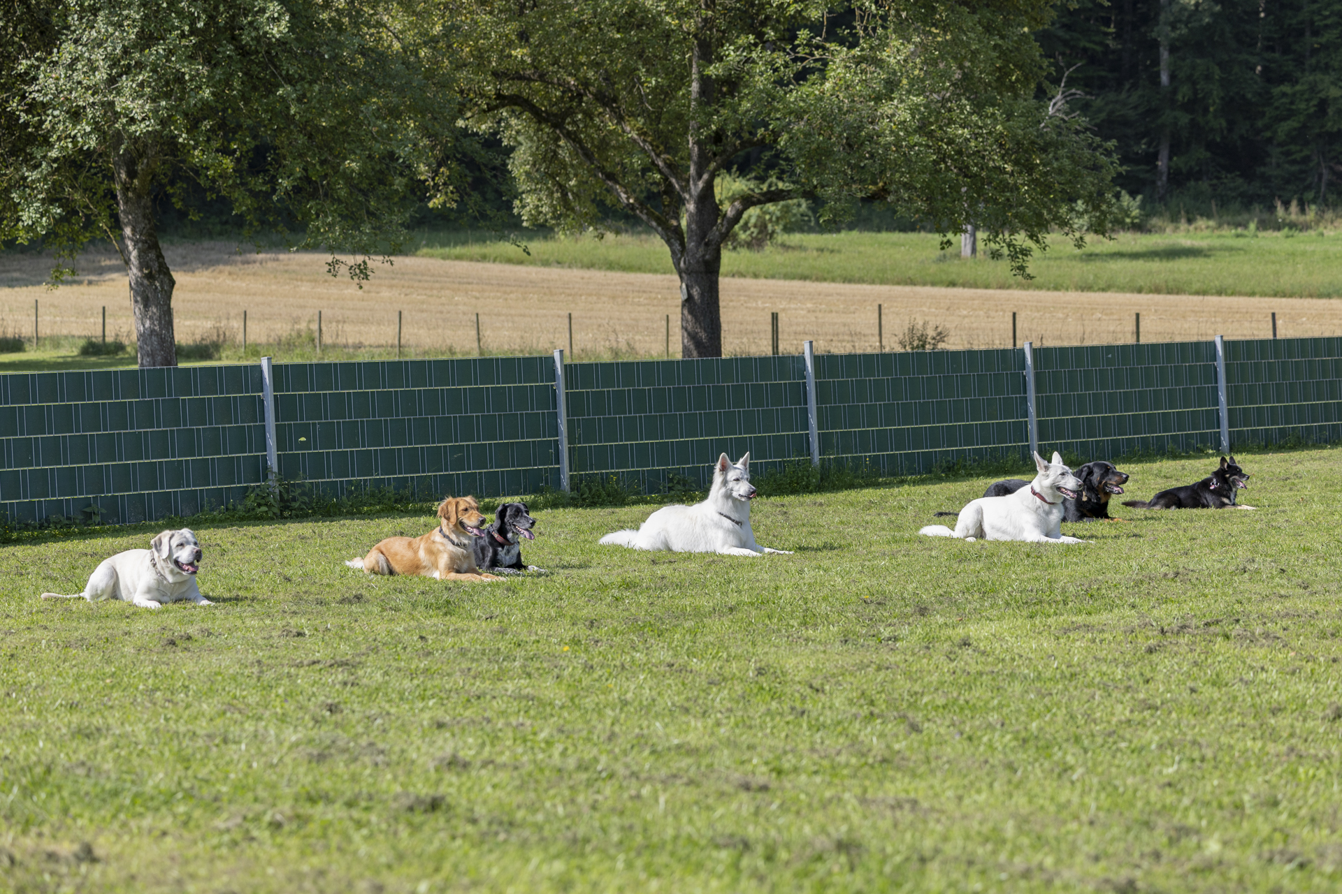 Obedience Hundeausbildungs-Zentrum WiWa Kirchen e.V.-080A1114 Obedience