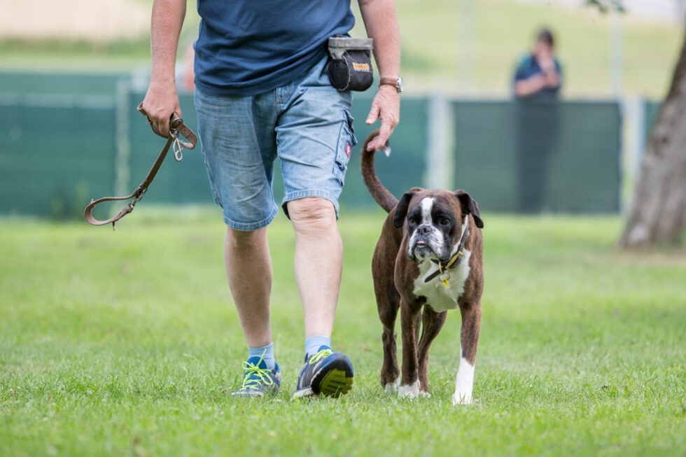 Begleithunde-BEP_3859--980x653