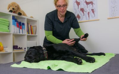 Workshop Hundefitness