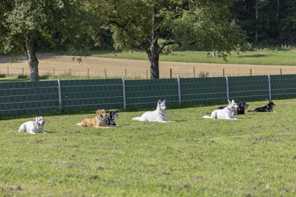 Obedience Training im Hundeausbildungs-Zentrum WiWa Kirchen e.V.