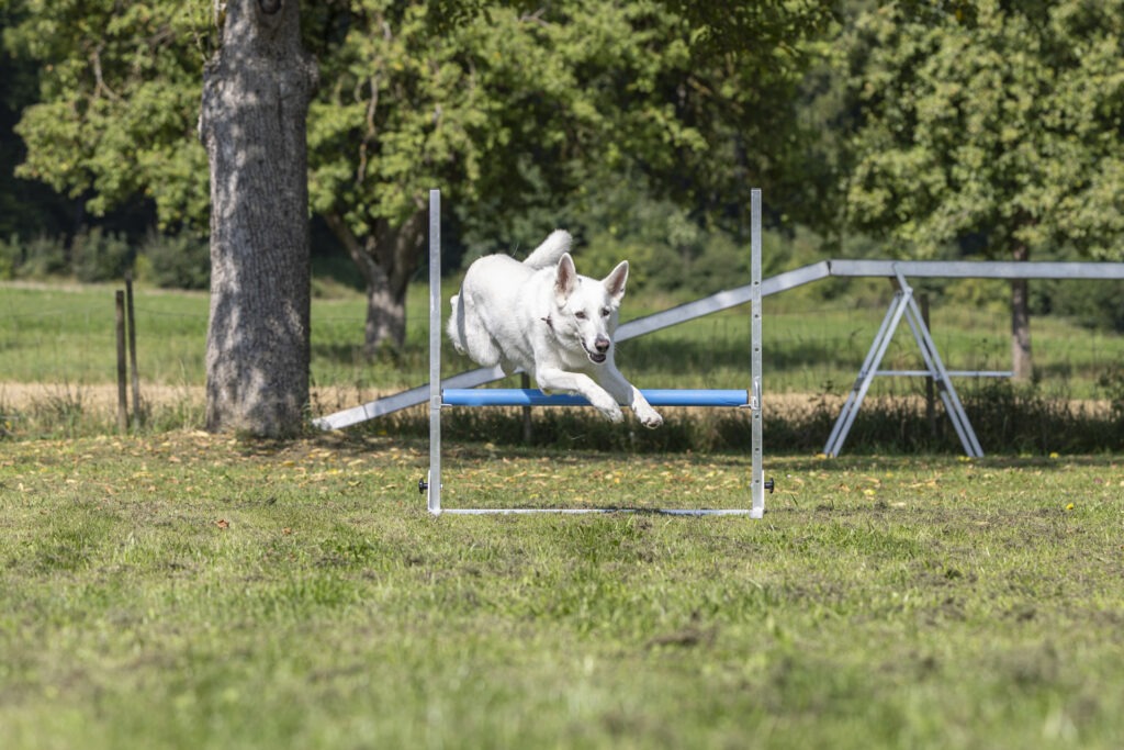 Obedience Training im Hundeausbildungs-Zentrum WiWa Kirchen e.V.