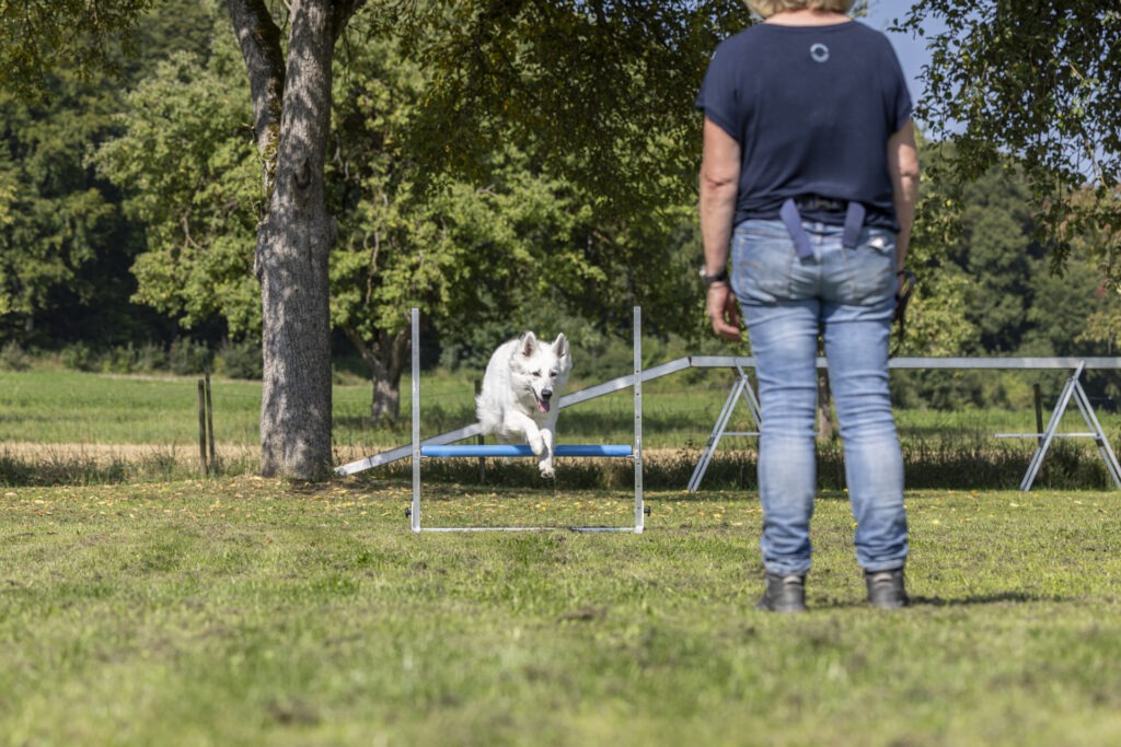 Obedience Training im Hundeausbildungs-Zentrum WiWa Kirchen e.V.