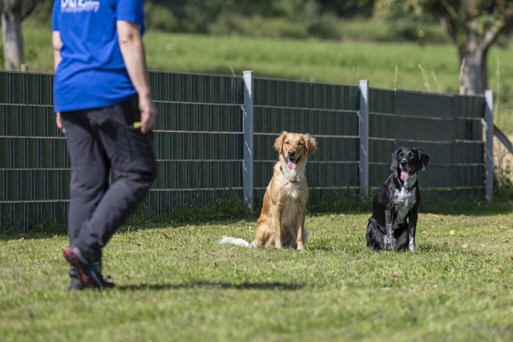 Obedience Training im Hundeausbildungs-Zentrum WiWa Kirchen e.V.