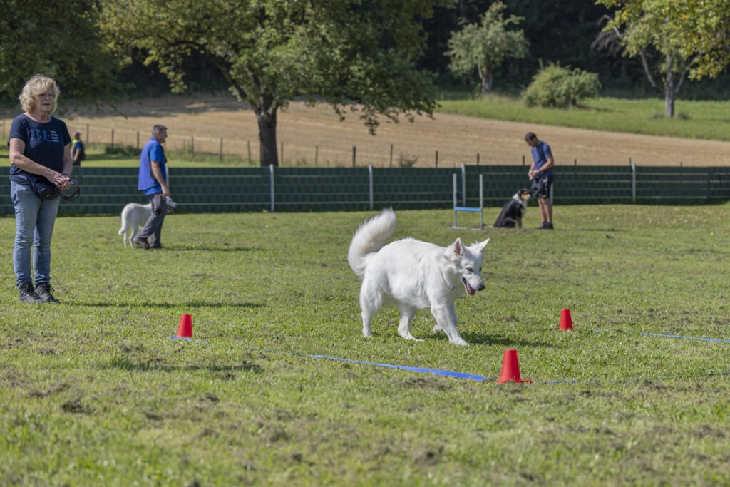 Obedience Training im Hundeausbildungs-Zentrum WiWa Kirchen e.V.