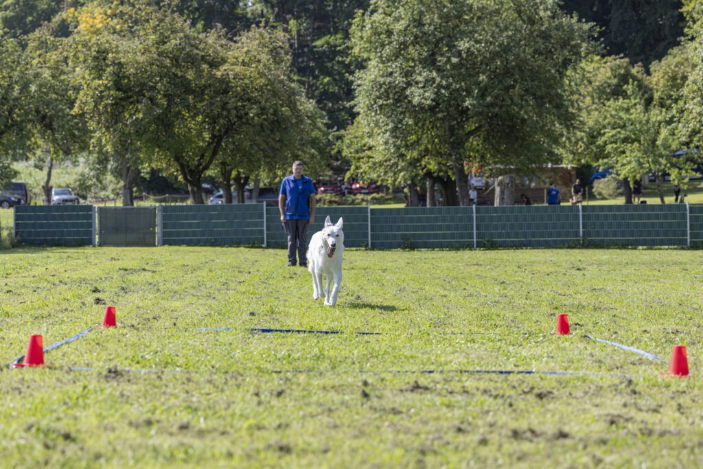 Obedience Training im Hundeausbildungs-Zentrum WiWa Kirchen e.V.