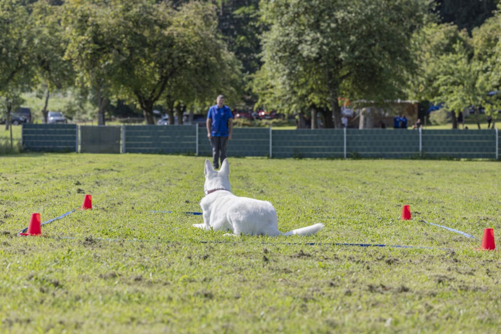 Obedience Training im Hundeausbildungs-Zentrum WiWa Kirchen e.V.