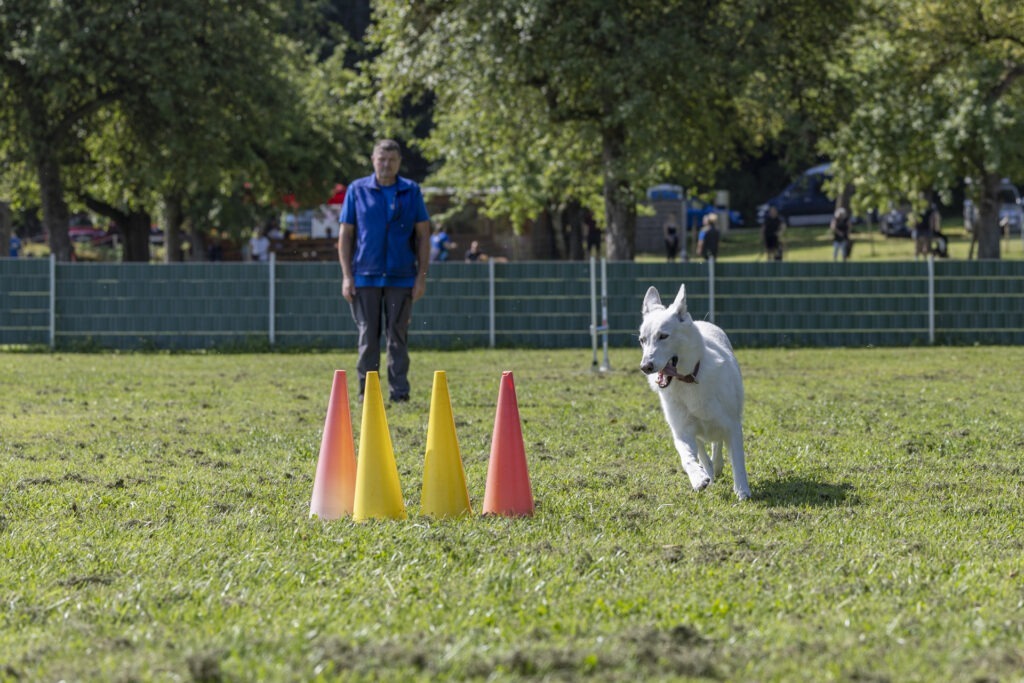 Obedience Training im Hundeausbildungs-Zentrum WiWa Kirchen e.V.