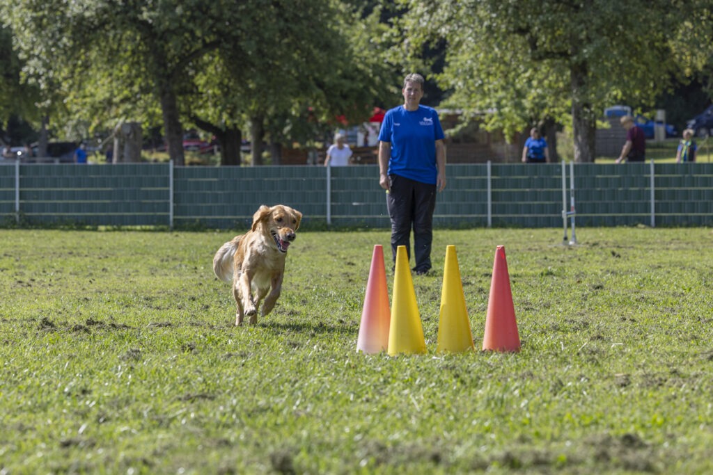 Obedience Training im Hundeausbildungs-Zentrum WiWa Kirchen e.V.