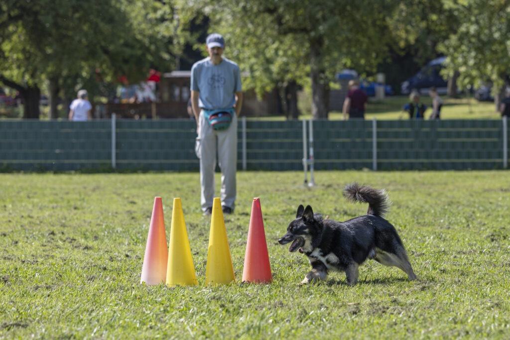 Obedience Training im Hundeausbildungs-Zentrum WiWa Kirchen e.V.