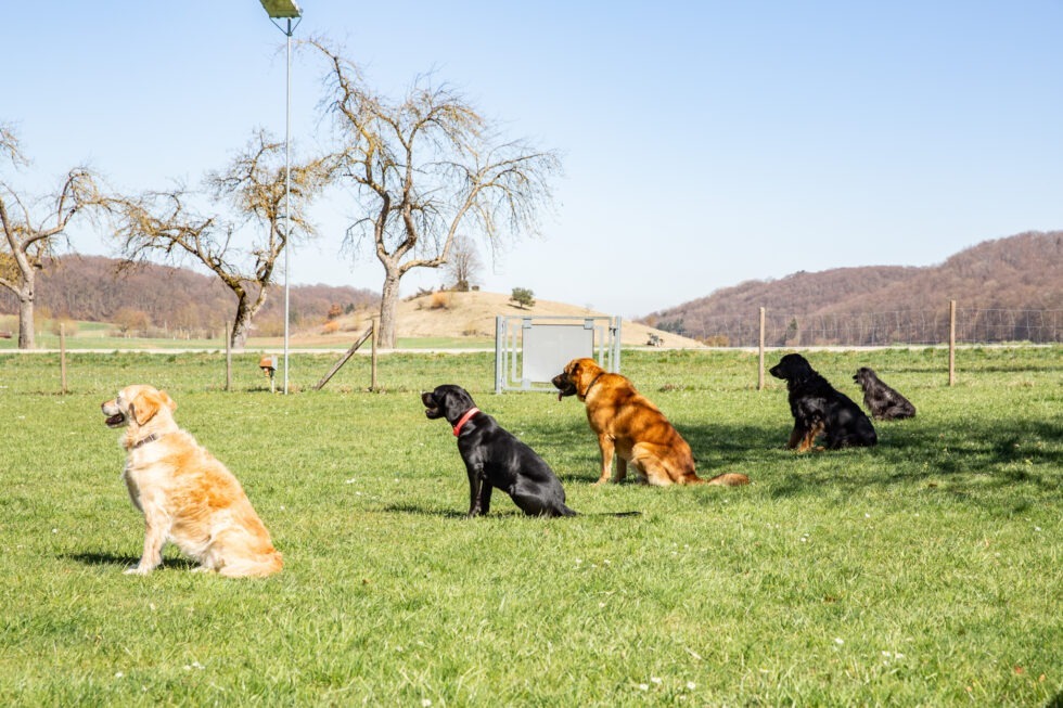 Obidience-2213-980x653