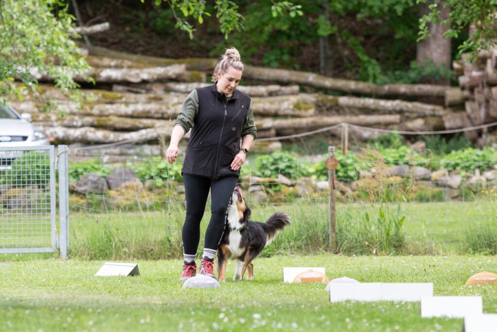 Rally Obedience Training im Hundeausbildungs-Zentrum WiWa Kirchen e.V.