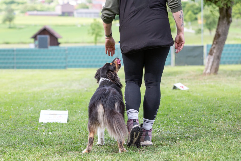 Rally Obedience Training im Hundeausbildungs-Zentrum WiWa Kirchen e.V.