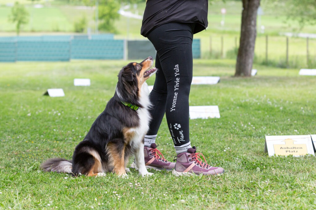 Rally Obedience Training im Hundeausbildungs-Zentrum WiWa Kirchen e.V.