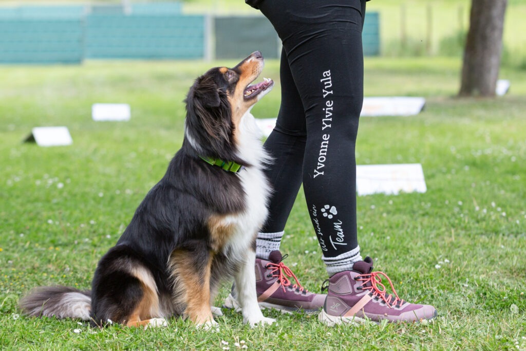 Rally Obedience Training im Hundeausbildungs-Zentrum WiWa Kirchen e.V.