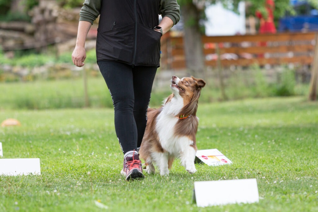 Rally Obedience Training im Hundeausbildungs-Zentrum WiWa Kirchen e.V.