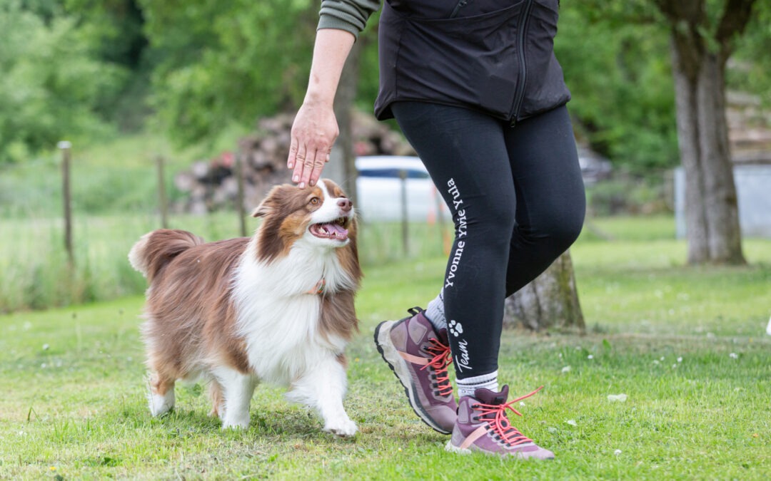 Obedience / Fußarbeit mit Susi Huber