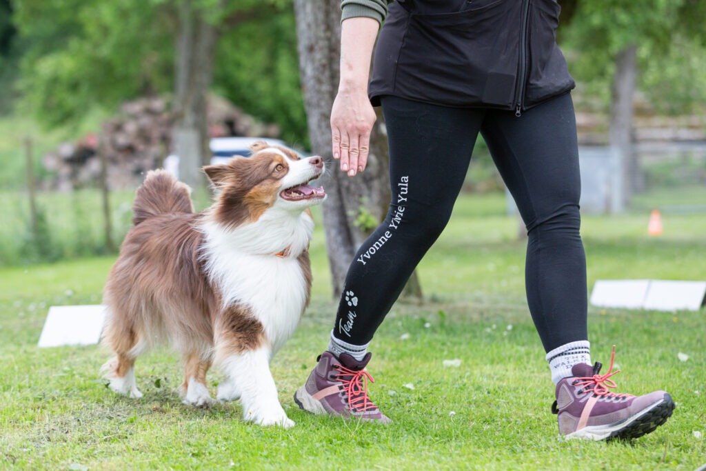 Rally Obedience Training im Hundeausbildungs-Zentrum WiWa Kirchen e.V.