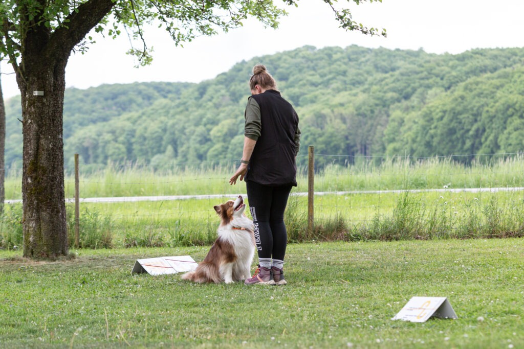 Rally Obedience Training im Hundeausbildungs-Zentrum WiWa Kirchen e.V.
