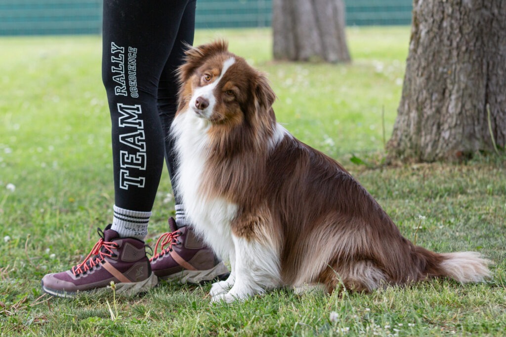 Rally Obedience Training im Hundeausbildungs-Zentrum WiWa Kirchen e.V.