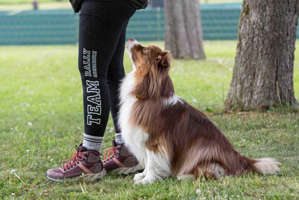 Rally Obedience Training im Hundeausbildungs-Zentrum WiWa Kirchen e.V.