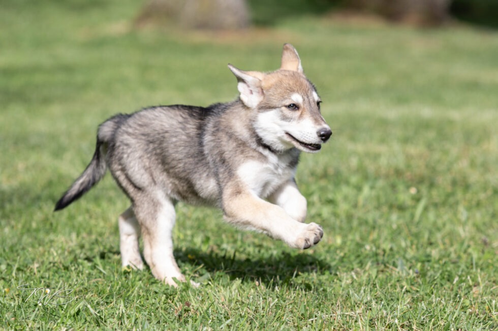 Welpen-WEB-BEP_4879--980x653