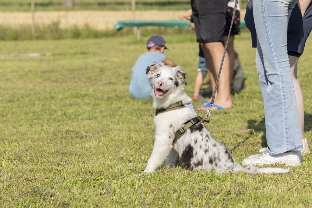 Welpengruppe Hundeausbildungs-Zentrum WiWa Kirchen e.V.