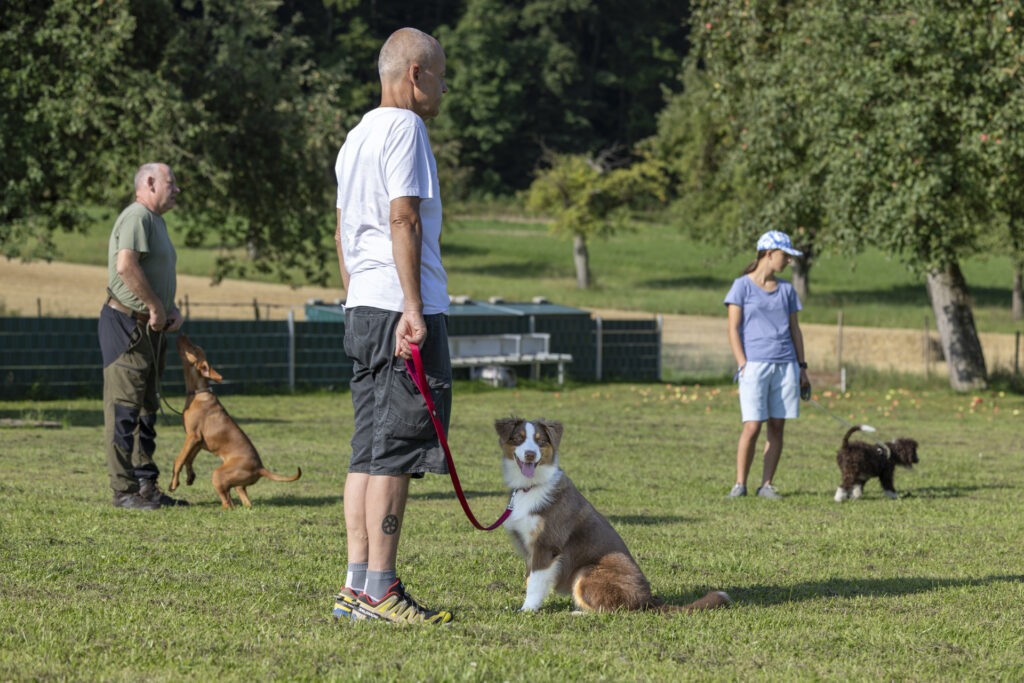 Welpengruppe Hundeausbildungs-Zentrum WiWa Kirchen e.V.