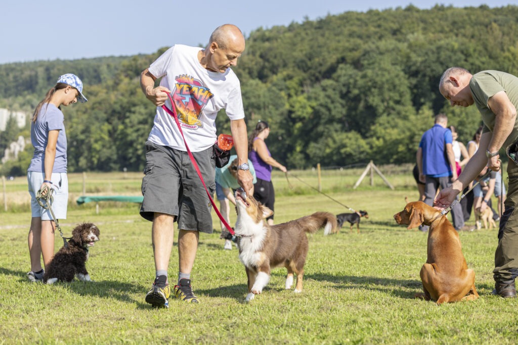 Welpengruppe Hundeausbildungs-Zentrum WiWa Kirchen e.V.