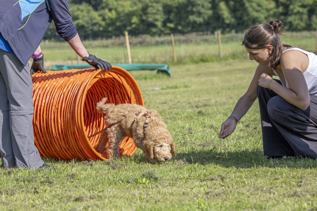 Welpengruppe Hundeausbildungs-Zentrum WiWa Kirchen e.V.