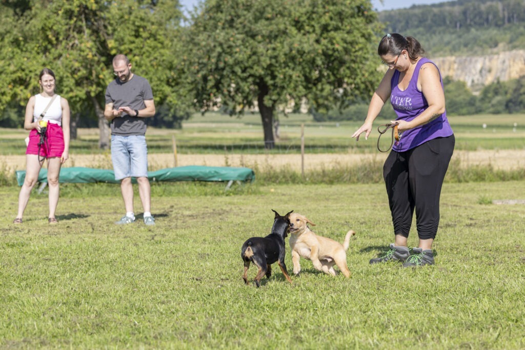 Welpengruppe Hundeausbildungs-Zentrum WiWa Kirchen e.V.