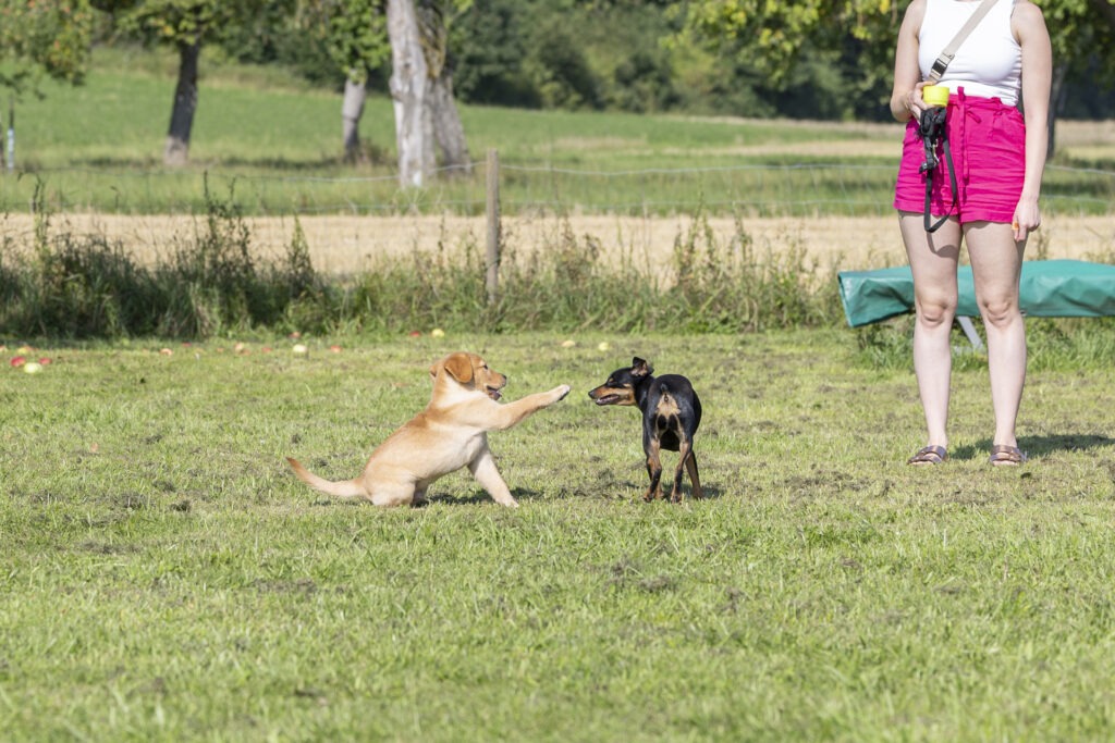 Welpengruppe Hundeausbildungs-Zentrum WiWa Kirchen e.V.