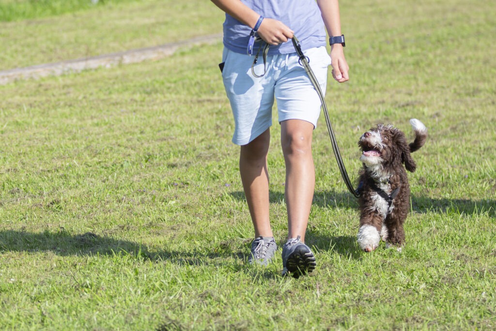 Welpengruppe Hundeausbildungs-Zentrum WiWa Kirchen e.V.
