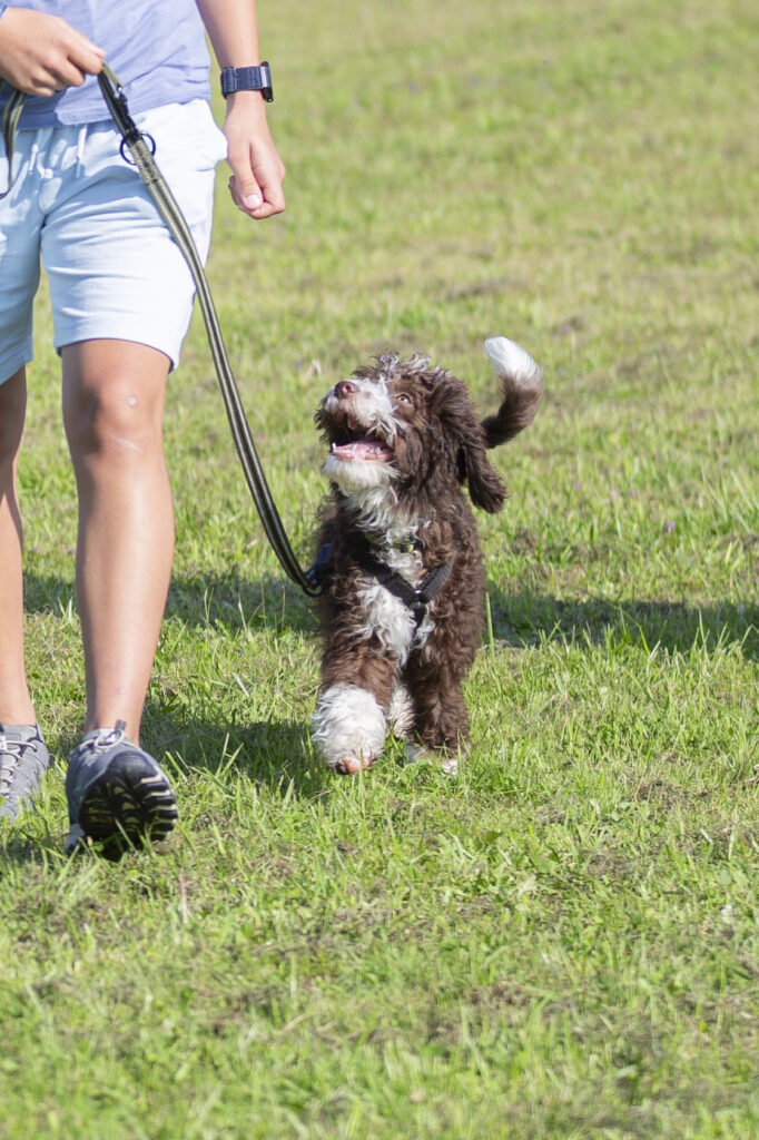 Welpengruppe Hundeausbildungs-Zentrum WiWa Kirchen e.V.