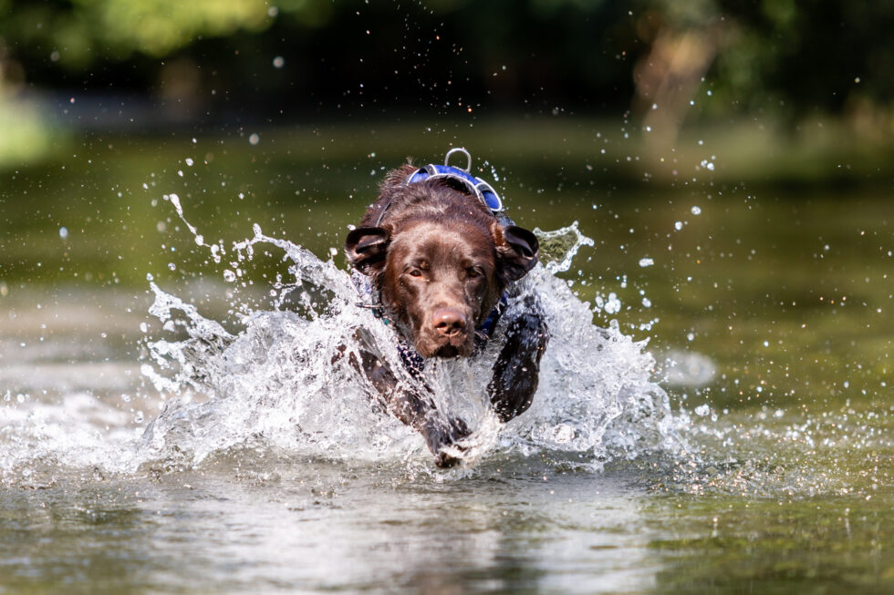 WiWa-BEP_9281--980x653